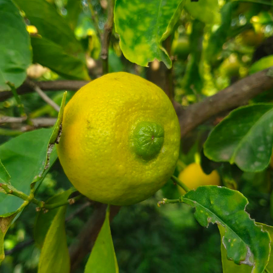 Calabrese Lime (Sweet Lemon or Piretta)