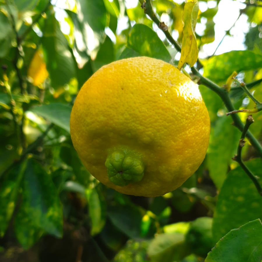 Calabrese Lime (Sweet Lemon or Piretta)