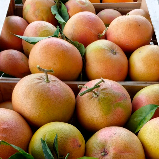 Mixed citrus fruit box: oranges, clementines, lemons, and pink grapefruits.