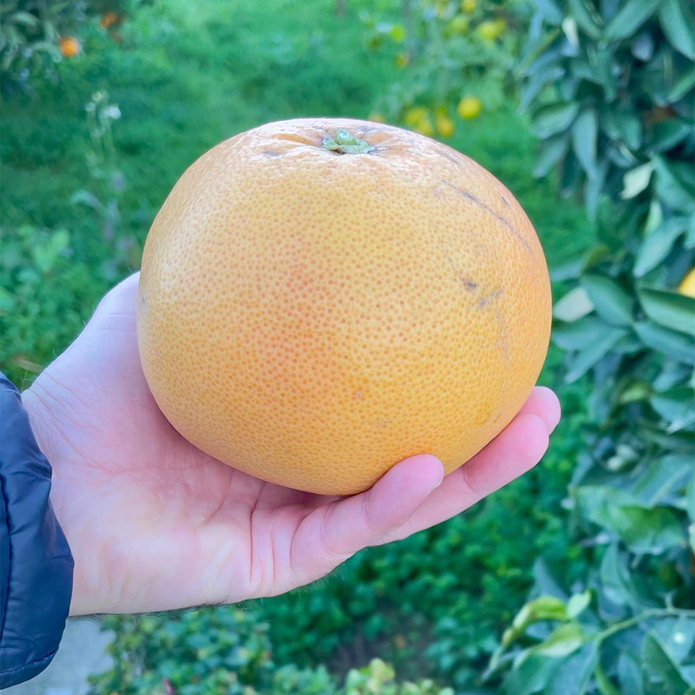 Pink Grapefruits