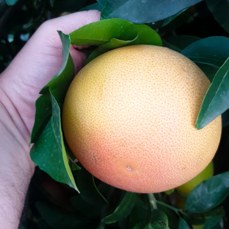 Pink Grapefruits