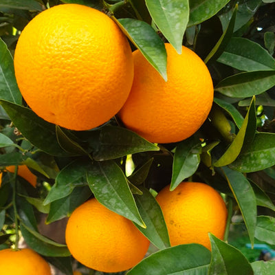 Vaniglia-Orangen am Baum