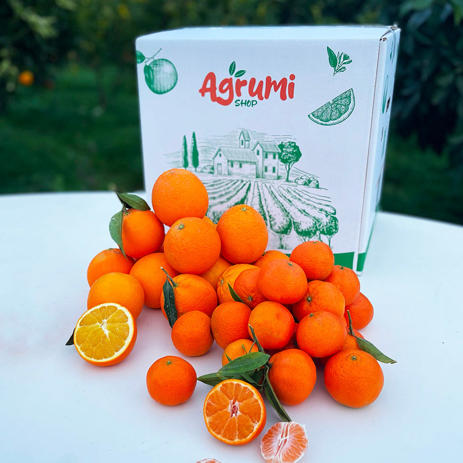 Albero Di Clementine Senza Semi In Vaso – Pianta Da Frutto Per Giardino O Terrazzo, Altezza 60-80 Cm