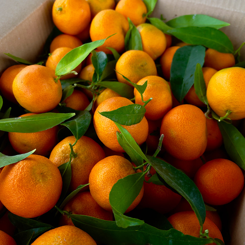 Clementine senza semi