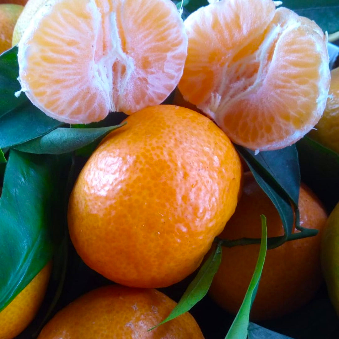 Clementine senza semi