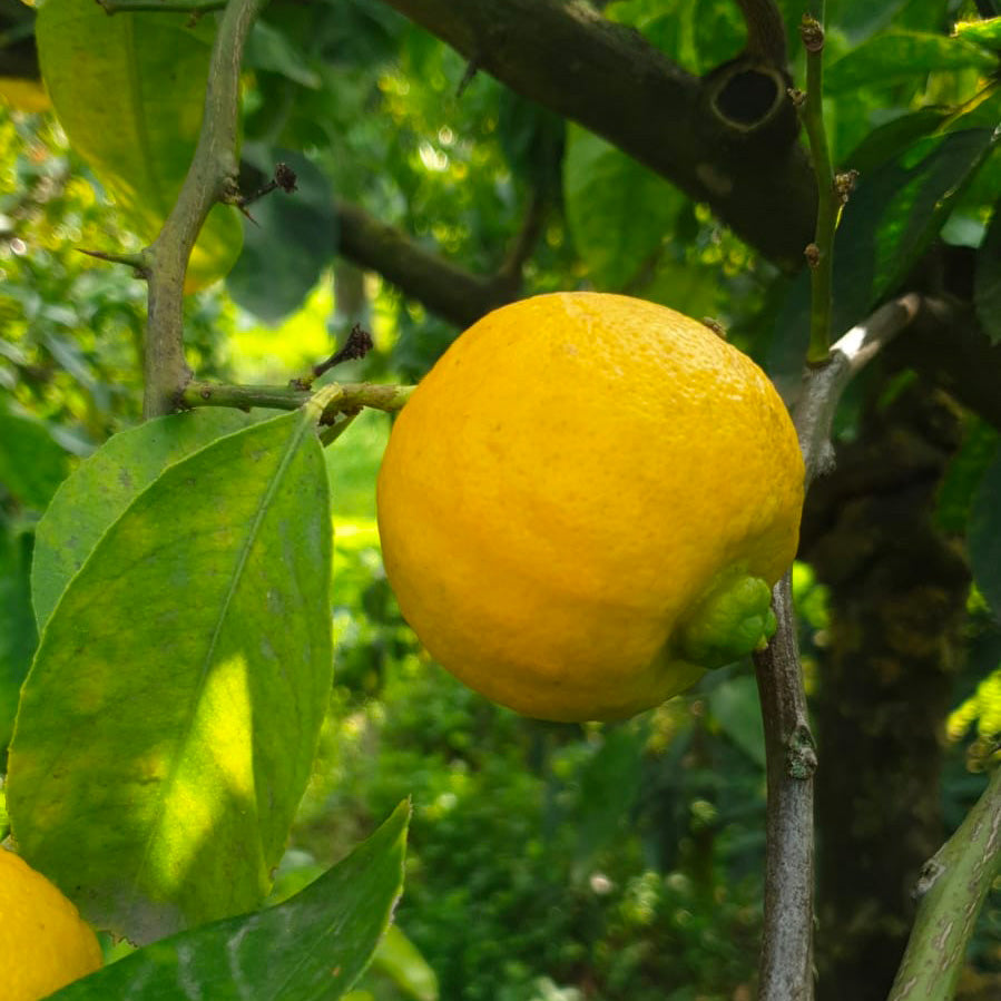 Limetta Calabrese (Limone dolce o Piretta) – AgrumiShop.it
